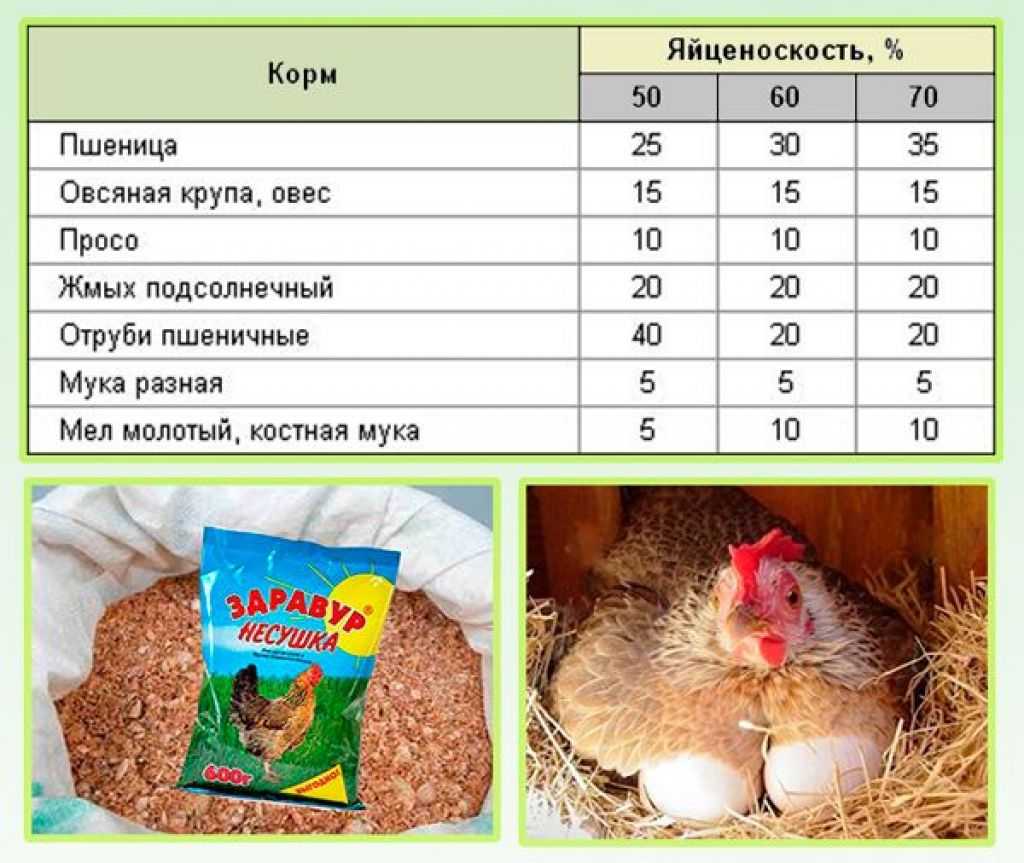 Лучшие породы кур-несушек для домашнего хозяйства: описание, фото