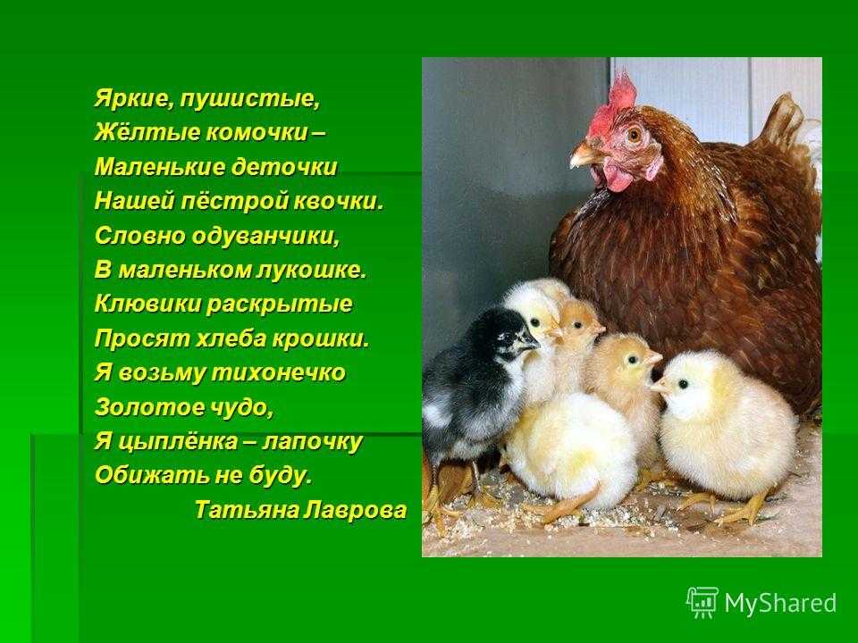 Значение фразы "казус кукоцкого" и его особенности