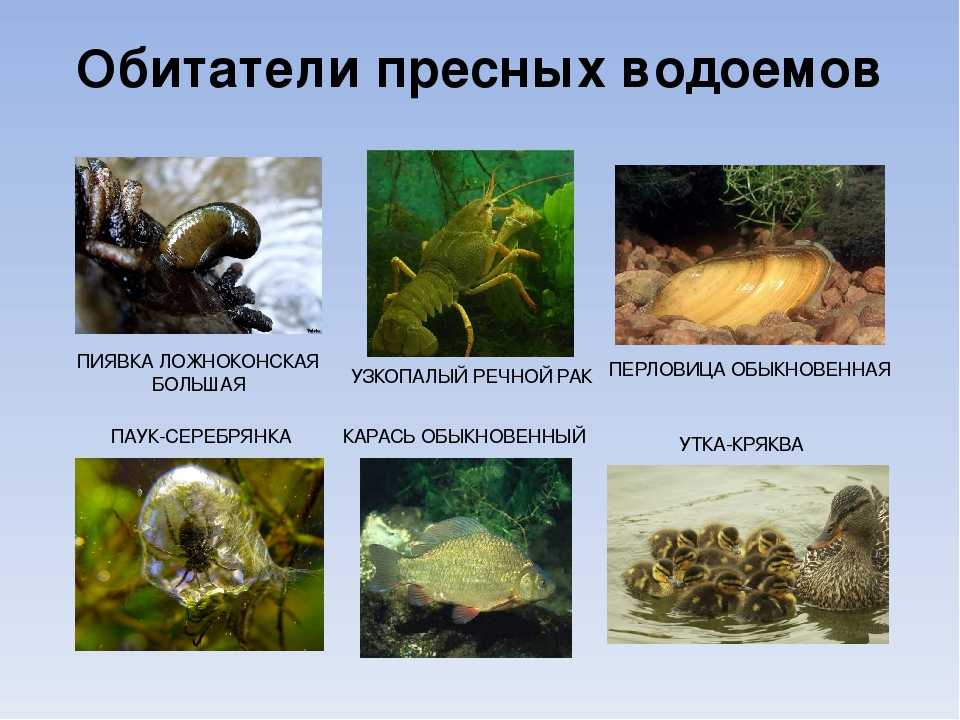 Виды животных, которые живут в озерах и прудах