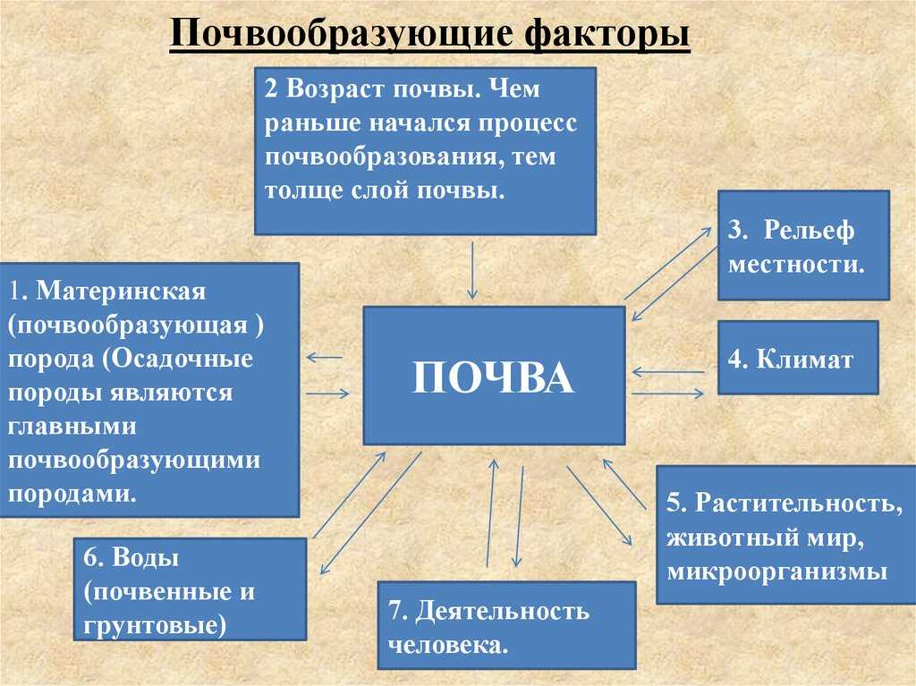 Оподзоленные почвы: что это такое и как с ними работать - uznaiuprising.ru