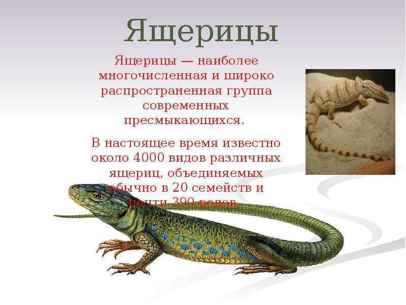 Какие звуки издают ящерицы. гекконы токи – поющие ящерицы. характерные особенности гекконов - зоомир