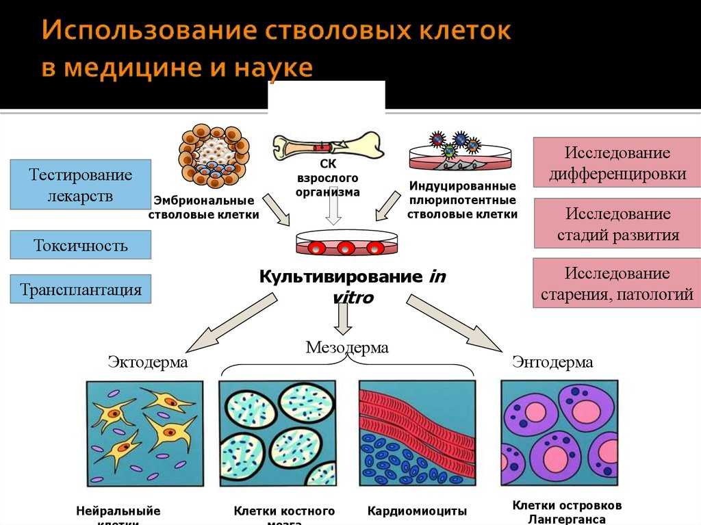 Что такое cd4 cd8 при вич