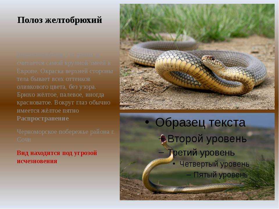Какие змеи ядовитые в астрахани: полный список и характеристики