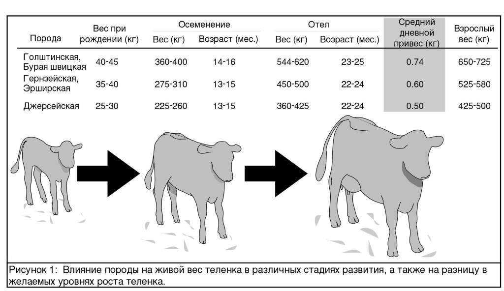 Значение архаизма "живот" в русском языке и его исторические корни