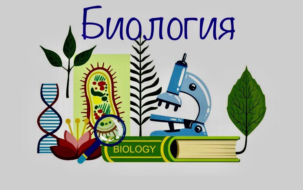 Создание и использование комплекса моделей атомов и молекул для изучения строения вещества в курсе химии средней школы