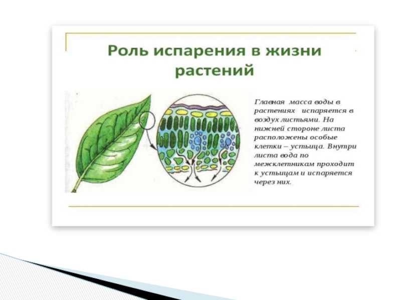 3.4. испарение, конденсация, кипение. насыщенные и ненасыщенные пары