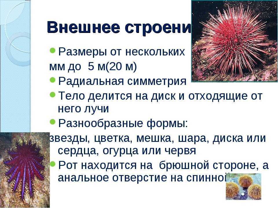 Морские ежи это удивительные морские обитатели которые могут показаться безобидными из за своего причудливого внешнего вида Однако несмотря на свою