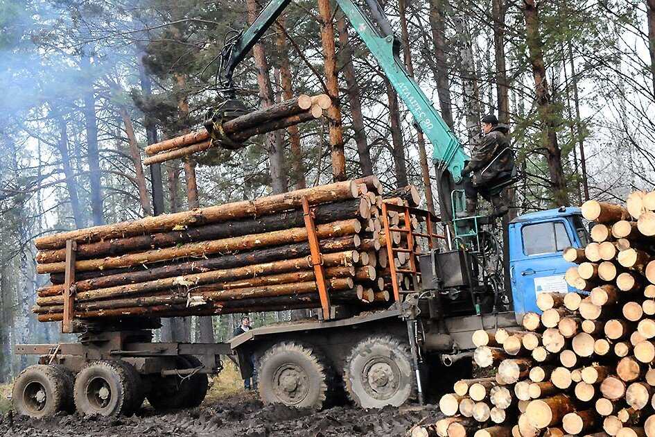Как бесплатно получить лес на строительство дома в 2024 году?