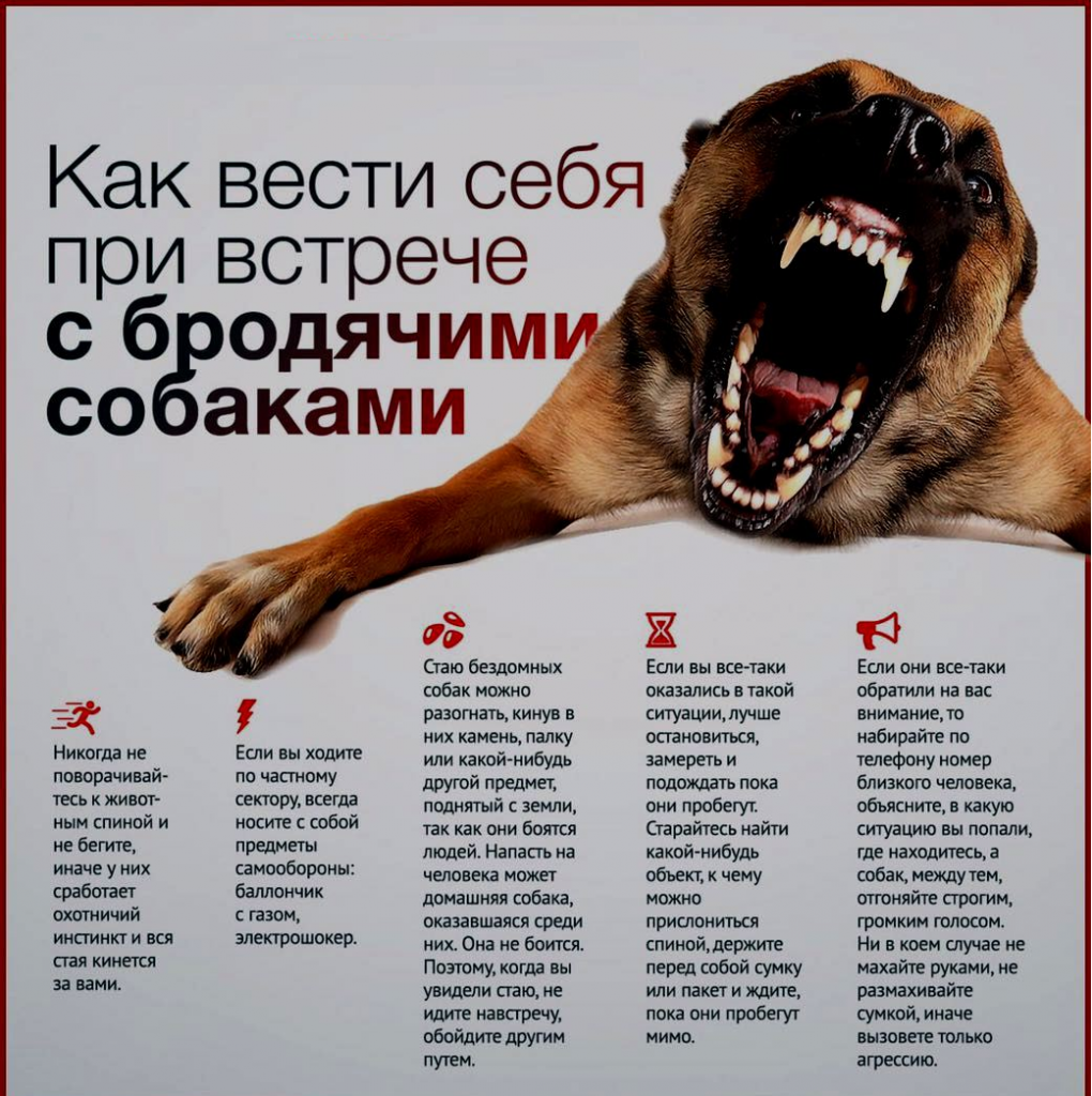 Почему говорят " бред собачий "? - вопросник.про