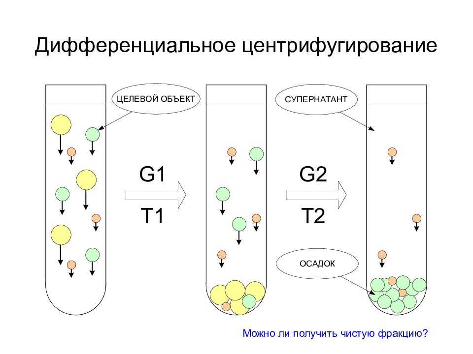 Методы цитологии. клеточная теория 10 класс онлайн-подготовка на ростелеком лицей | тренажеры и разбор заданий