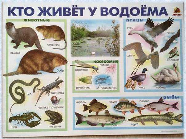 Существа в пруду: эти животные живут в садовом пруду и вокруг него.