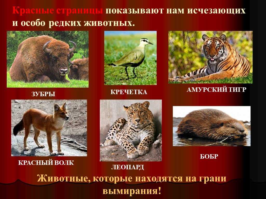 Создание образа региона на основе текста и карт. центральная россия  доклад, проект