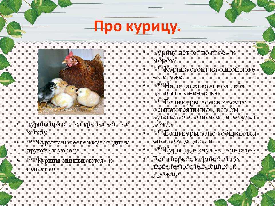 Будто квочки с цыплятами: что это значит?