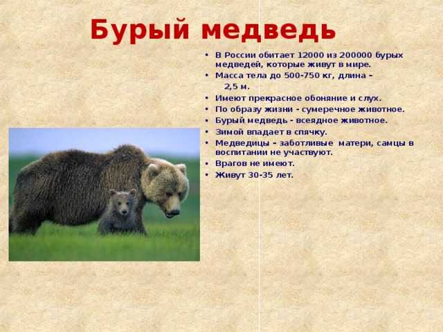 Виды медведей, встречающихся в тверской области: узнайте больше о местных обитателях