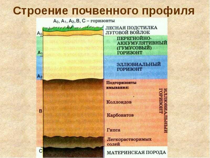 Пора прощупать почву. какие меры помогают сохранить и повысить плодородие