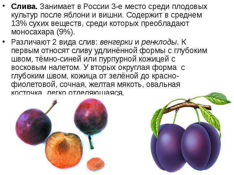 Разница между алычей и сливой