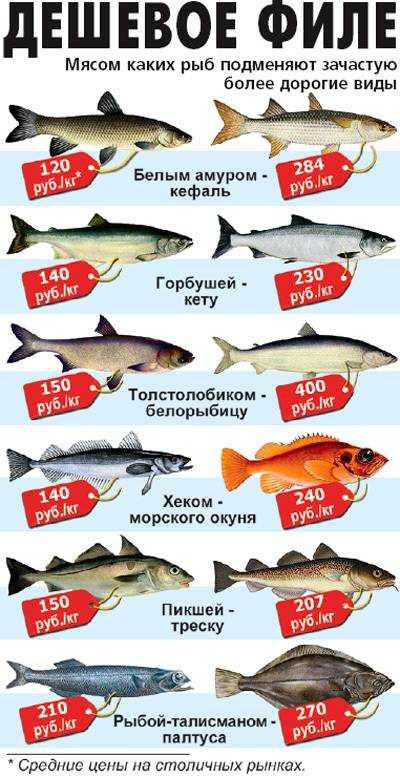 🚩 сёмга: где обитает в россии, она морская или речная