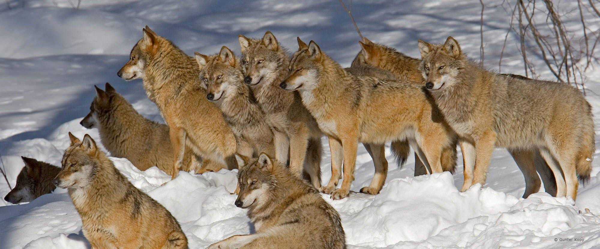 Плотность популяции волков в россии