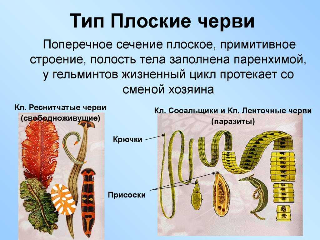 Нематоды