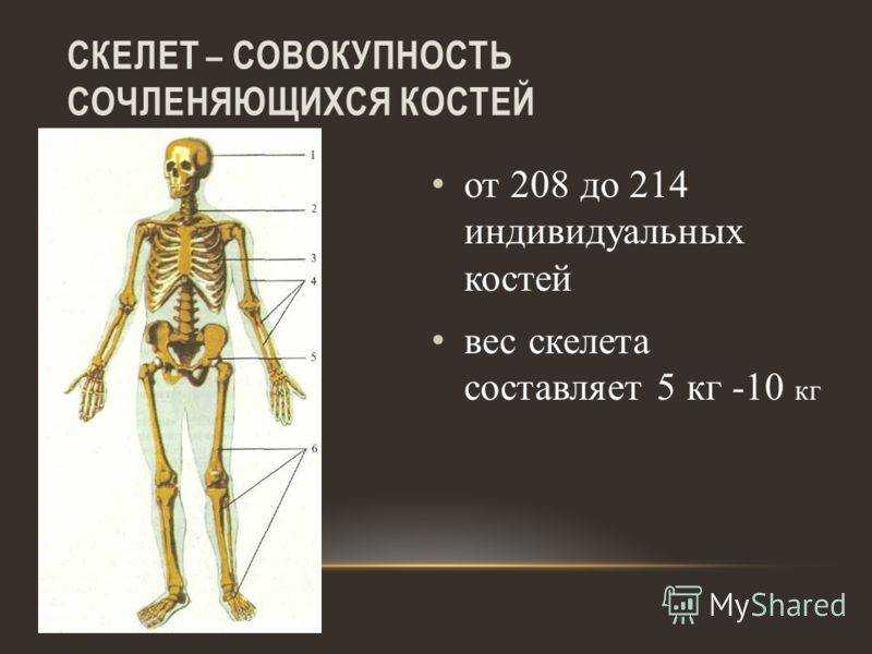 Изменение костей при остеопорозе