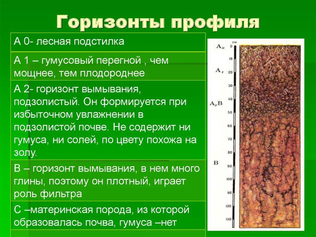 Подзолистые почвы