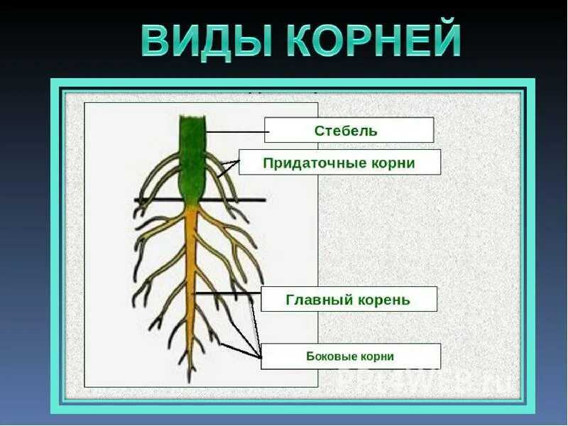 Значение экологии в жизни человека
