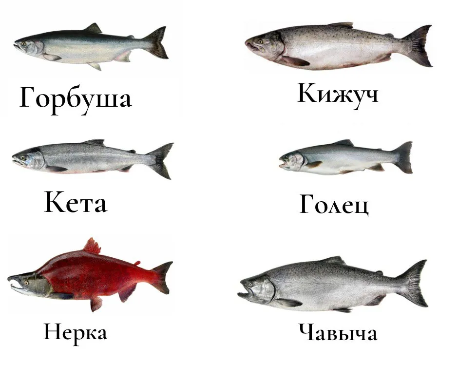 В чем разница между лососем и семгой?