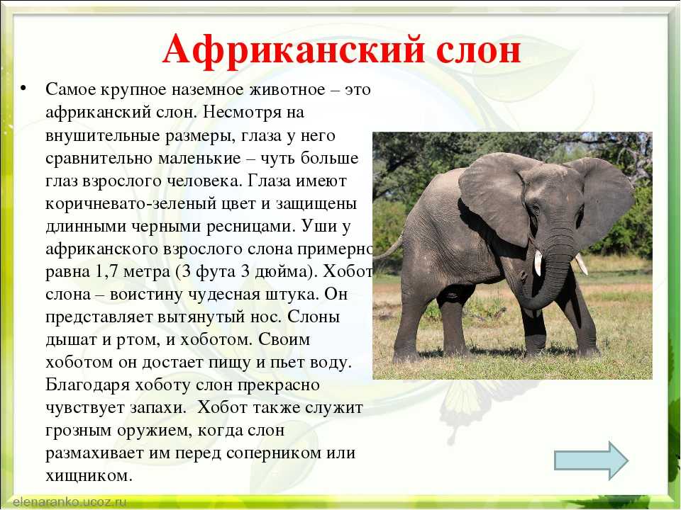 10 интересных фактов о слонах – самых крупных животных суши.