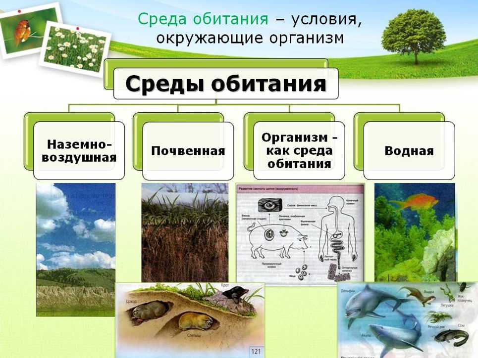 Сколько желудков у слонов