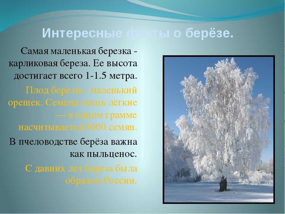 Какой цветок называют слёзы богородицы? почему? vovet.ru
