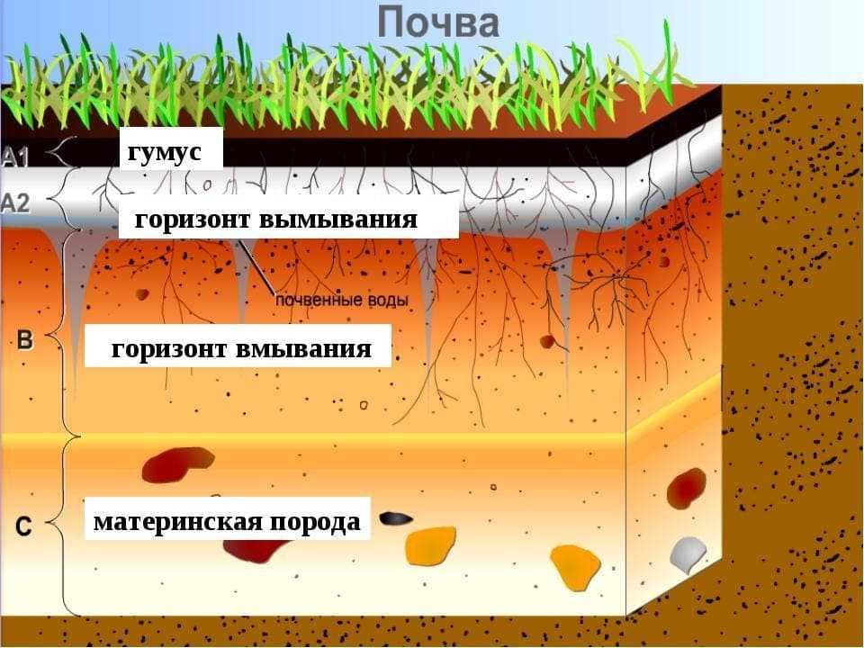 Строение почвы: пять основных слоев — floraprice.ru