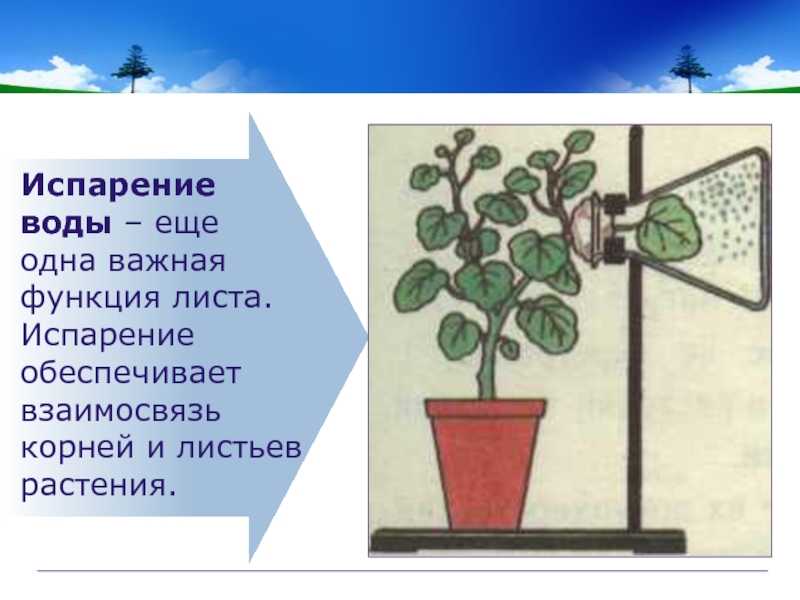32 наиболее важных испарительных примера