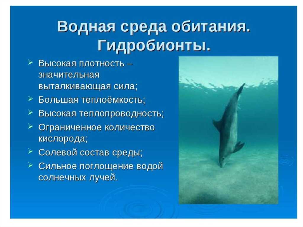 Водная среда