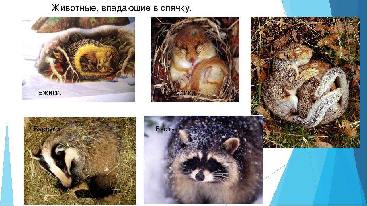Лемминги: что это за животные, их особенности и разновидности