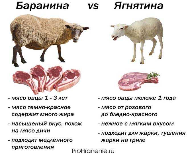 Сколько весит баран в среднем: живой, после разделки или годовалый, убойная масса туши и выход субпродуктов