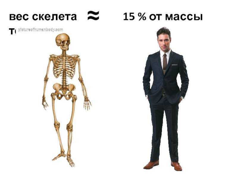 Сколько весит скелет человека: тяжелые кости и плотность