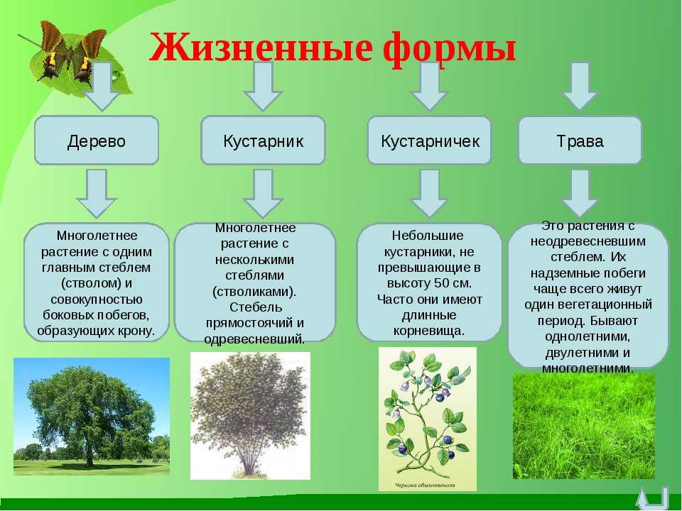 Самые большие деревья планеты: перечень, разновидности и особенности | огородники