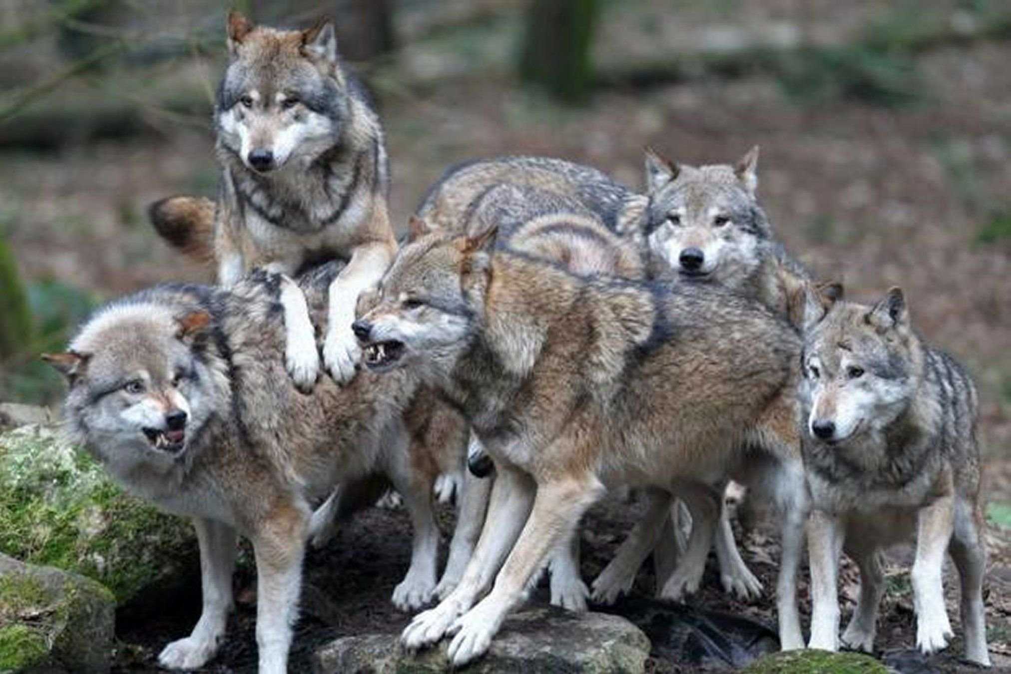 Цс кмнс - эксперты: популяция волков в россии достигла угрожающих размеров