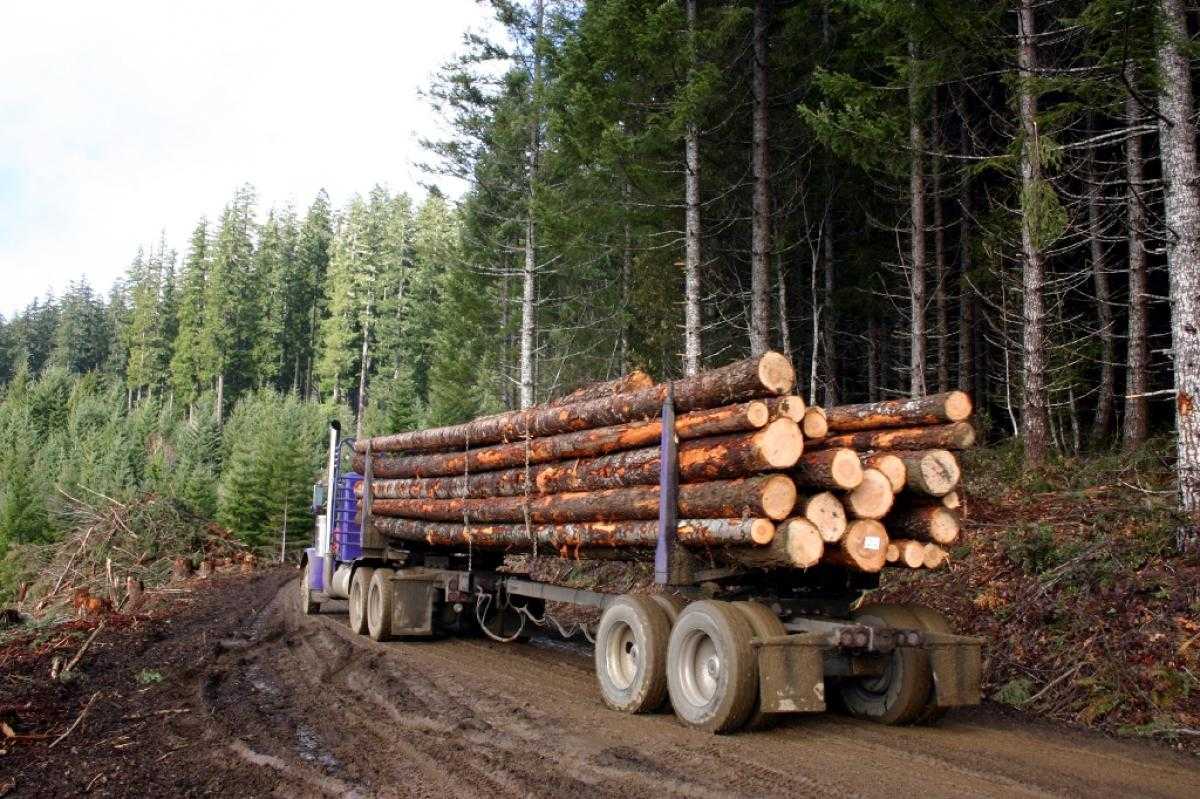 ✅ сколько кубов в лесовозе - tractoramtz.ru