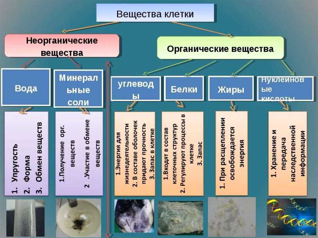 Какие ионы содержатся в клетке и какова их биологическая роль