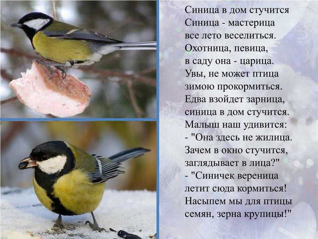 Приметы про синицу: к чему прилетает, садится на машину или на голову, свила гнездо над окном