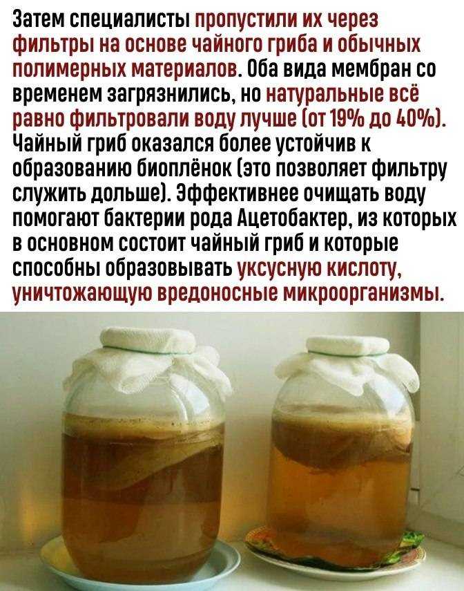 Чайный гриб: польза и вред. рецепт, как ухаживать и заваривать - сила здоровья