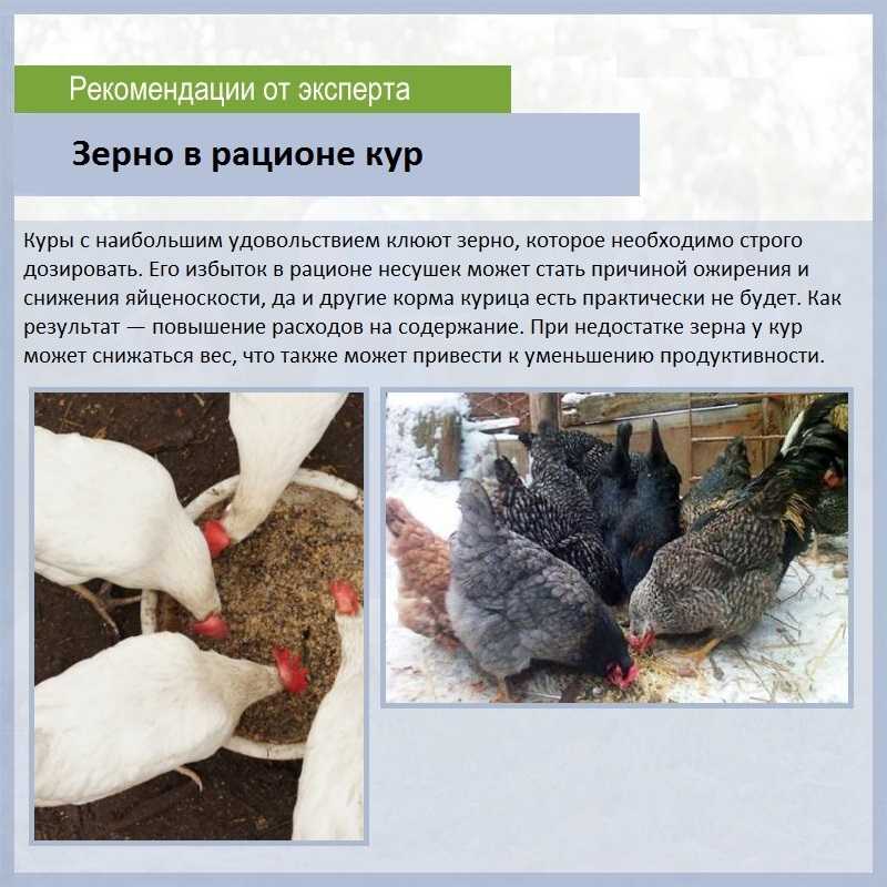 Ломан браун или доминанты - какую породу кур лучше выбрать?