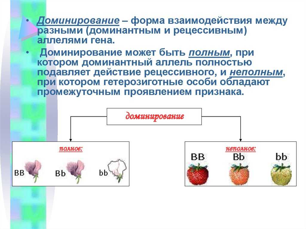 Неполное ⭐ доминирование в биологии: что это такое, примеры задач с решением
