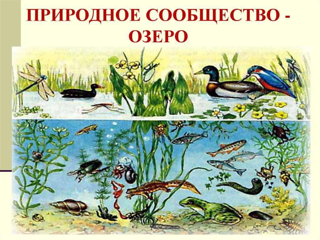 Какие животные плавают в прудах. кто живет в пруду