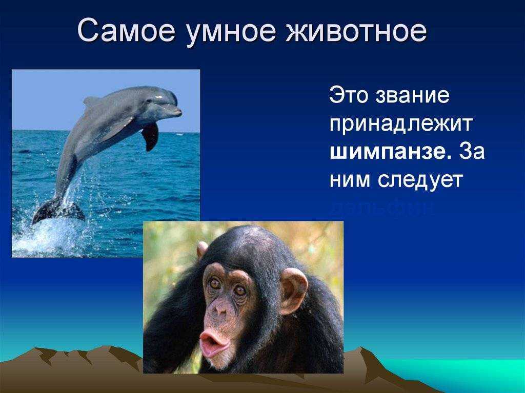 Почему обезьяны являются высокоорганизованными животными