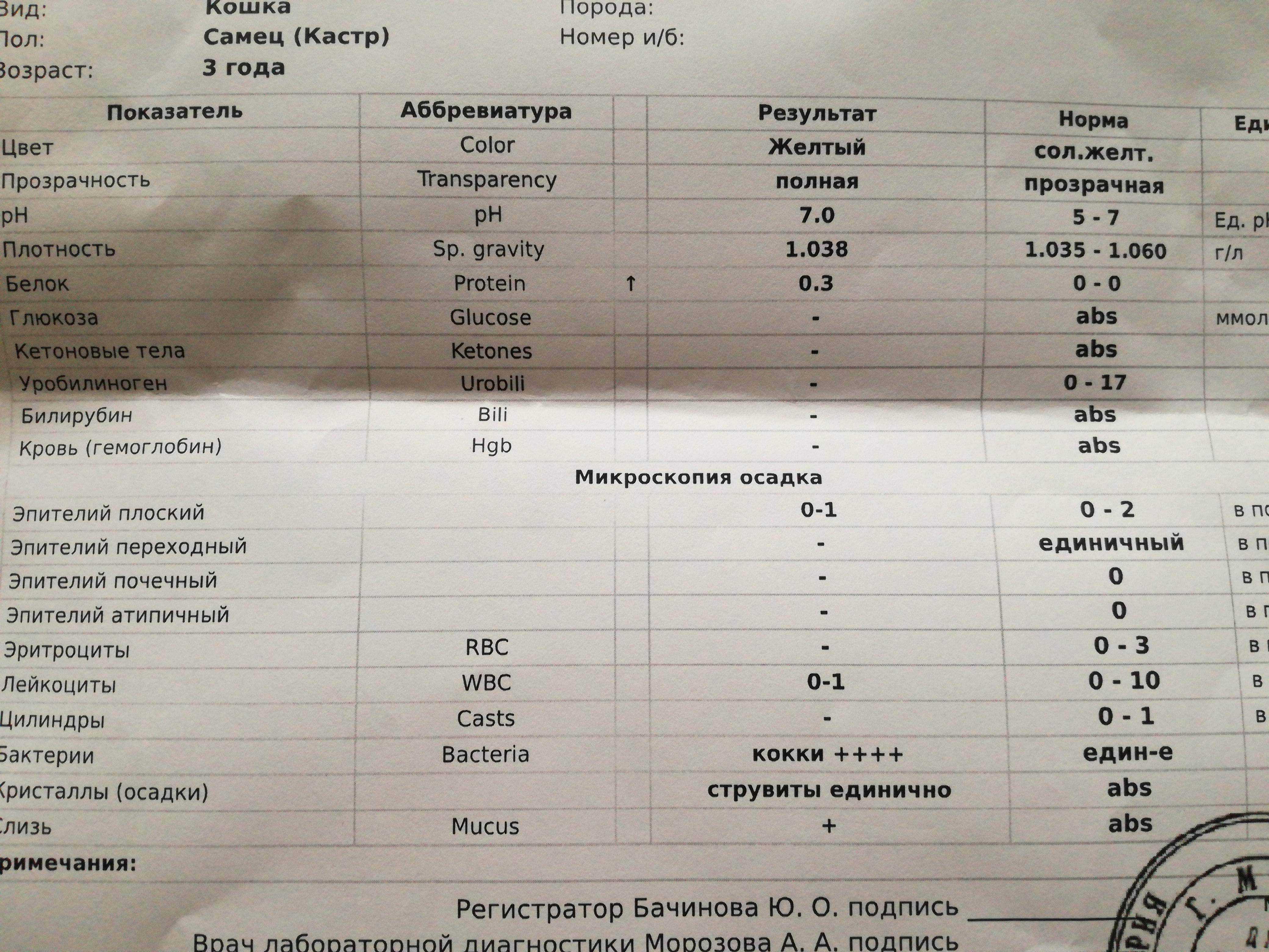 Показатели анализа мочи кошки..