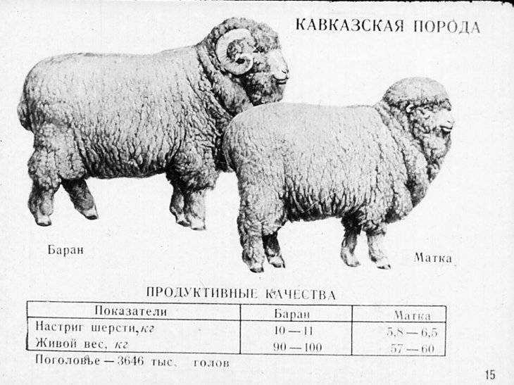 Выход мяса баранины - убойный выход овец