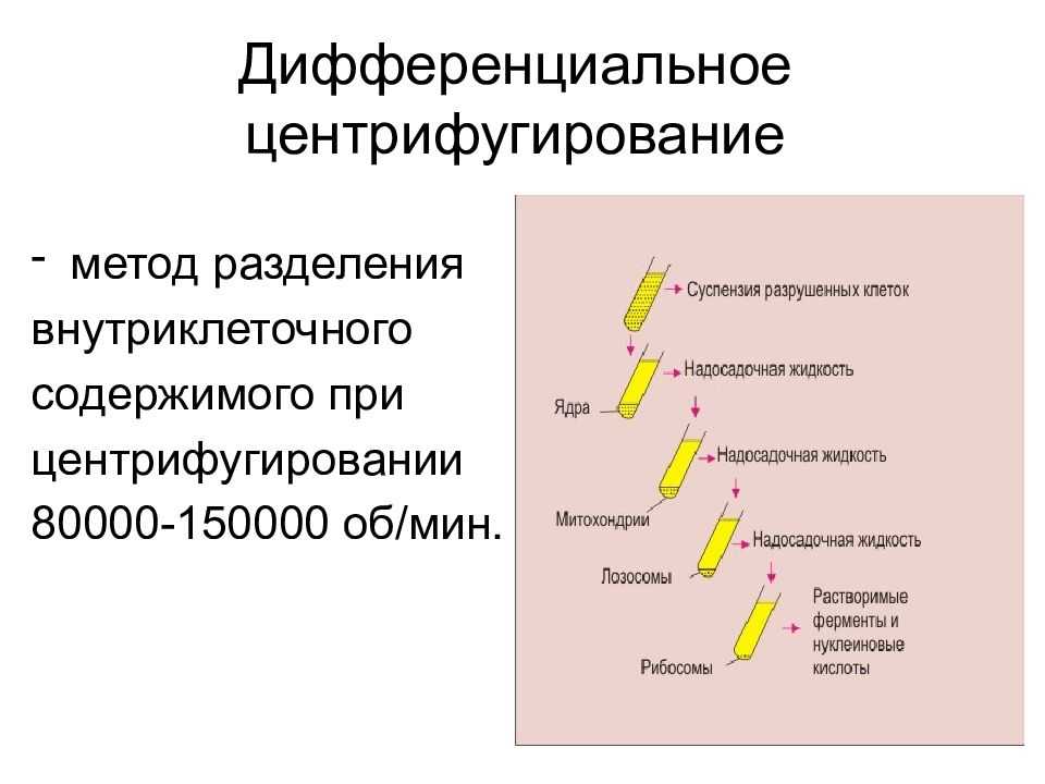 Разделение клеточных структур по плотности под действием центробежной силы Фракционирование клеточных структур А Выделение клеточных органелл Разработан