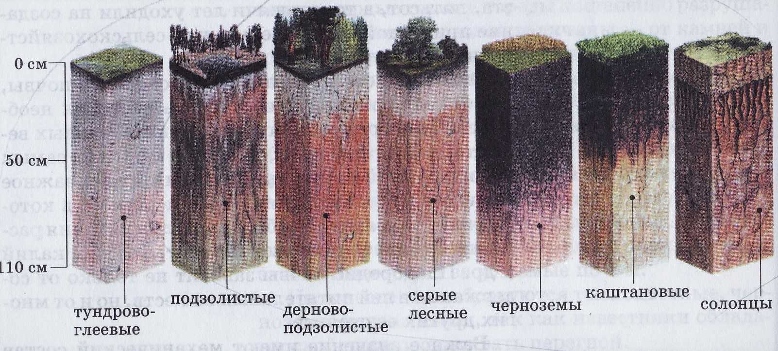 Подзолистые почвы - характеристика, свойства и условия формирования